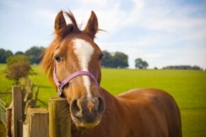 Pferd steht am Zaun auf einer Koppel