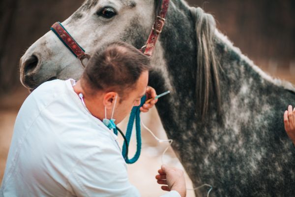 Pferd wird vom Tierarzt gegen das West-Nil-Virus geimpft