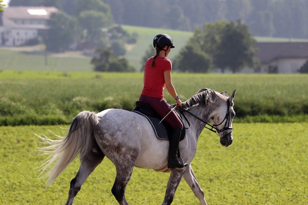 Ein Pferd mit Reiterin.