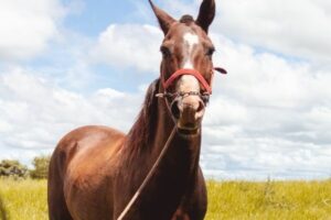 Temperatur Pferd: Pferd von vorne im Rapsfeld