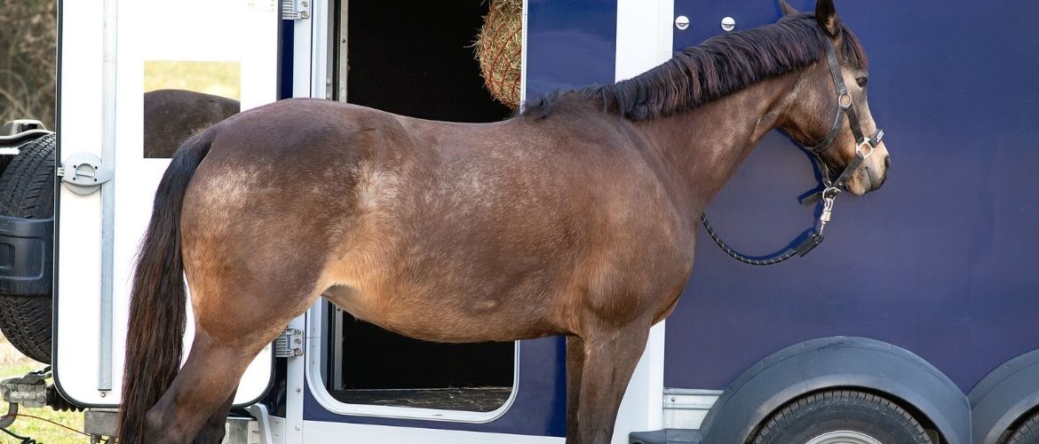 Pferd steht vor einem Pferdeanhänger