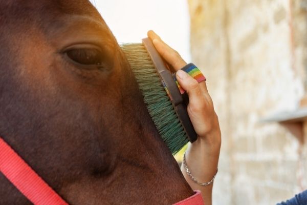 Pferdepflege: Pferd wird gebürstet