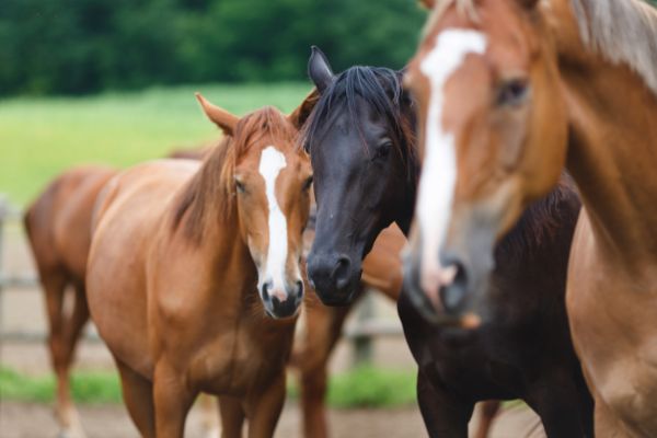 Pferd Würmer regelmäßig entwurmen