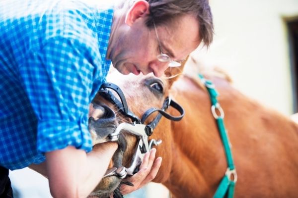 Zahnprobleme beim Pferd behandelt durch Tierarzt