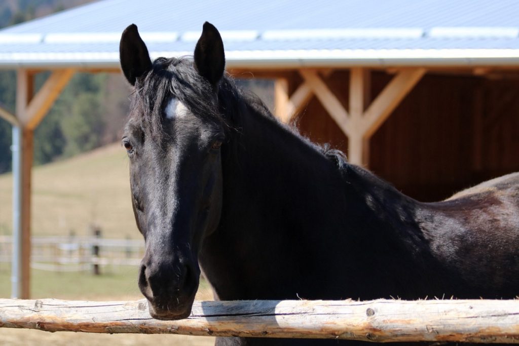 Schwarzes Pferd