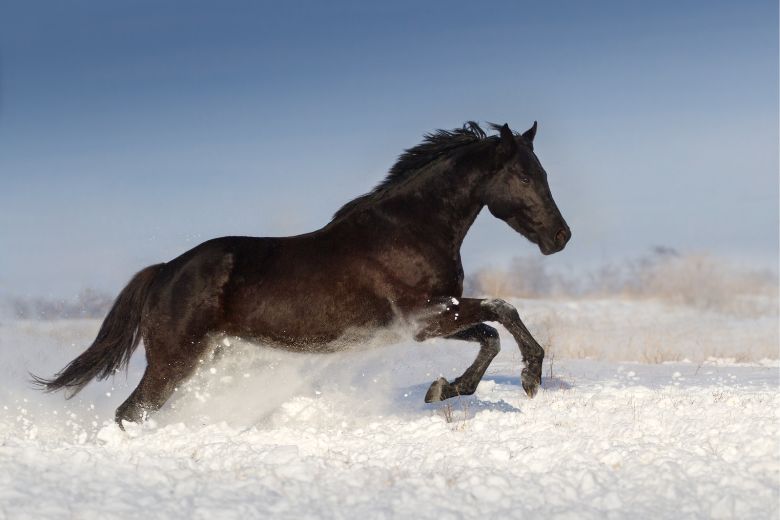 Pferde Adventskalender 2023: Die besten Weihnachtskalender für Reiter:innen