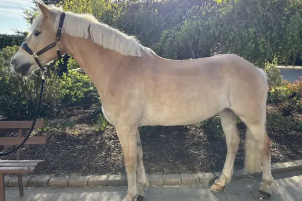 Eine Ganzkörper-Profilaufnahme eines stehenden Haflinger, der nach links blickt. Das Pferd hat helles Fuchs-Fell und eine lange, flachsfarbene Mähne und Schweif. Es steht korrekt auf einem Gartenweg mit Steinumrandung und trägt ein braunes Lederhalfter mit Führstrick. Der Hintergrund ist ein gepflegter Garten mit einer Holzbank.