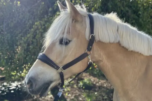 Eine Nahaufnahme im Profil eines Haflinger, der nach links blickt. Er hat ein helles Fuchs-Fell und eine sehr lange, flachsfarbene Mähne, die über seinen Hals fällt. Er trägt ein dunkelbraunes Lederhalfter. Der Hintergrund ist ein unscharfer, grüner Garten.