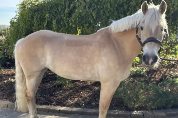 Eine Halbkörper-Dreiviertel-Aufnahme eines Haflinger, der direkt in die Kamera blickt. Das Pferd hat helles Fuchs-Fell und eine lange, flachsfarbene Mähne. Es trägt ein braunes Lederhalfter und steht auf einem Gartenweg vor dichtem, grünem Bewuchs.