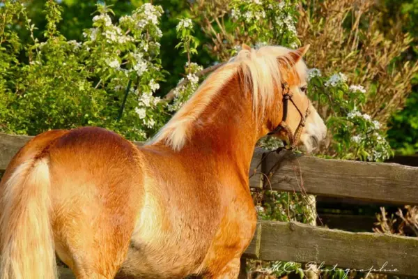 Ein stimmungsvolles Porträt des Haflingers, der neugierig über einen Holzzaun blickt. Im Hintergrund blühen weiße Sträucher, und das Licht der goldenen Stunde betont die helle Mähne und den wachen Ausdruck des Pferdes.