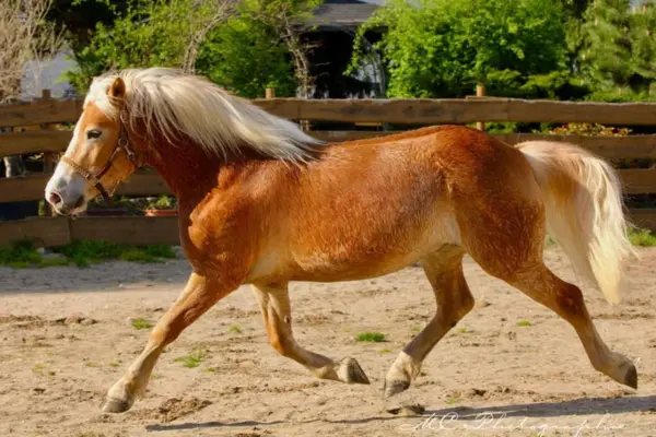 Dynamische Aufnahme eines Haflinger Wallachs im freien Galopp auf einem Reitplatz. Die lange, helle Mähne und der Schweif wehen in der Bewegung, während das goldbraune Fell im warmen Sonnenlicht leuchtet.