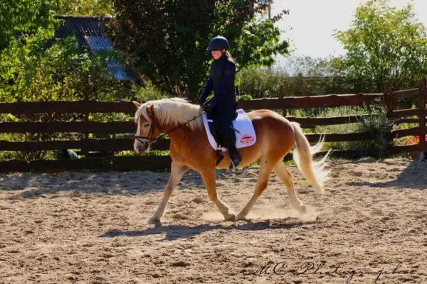 Der Haflinger Wallach bei der Arbeit auf einem Sandreitplatz. Eine Person in dunkler Reitbekleidung und Helm reitet das Pferd im Trab. Der Wallach trägt eine weiße Schabracke mit dezentem Logo und zeigt eine aufmerksame Arbeitshaltung.
