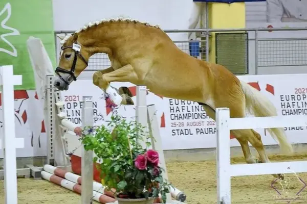 Action-Aufnahme des Haflingers William beim Freispringen über ein weißes Hindernis in einer Reithalle. Seine Mähne ist zu ordentlichen Turnierzöpfen eingeflochten. Im Hintergrund hängen Banner der „European Haflinger Championship 2021“.