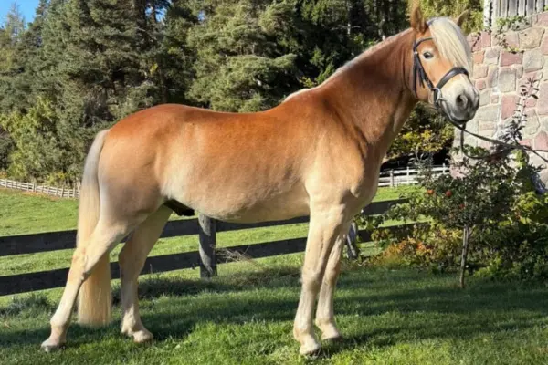 Ein Haflinger-Hengst steht im Seitenprofil auf einer grünen Wiese. Er hat ein helles Fuchs-Fell, eine lange flachsfarbene Mähne und trägt eine schwarze Trense. Im Hintergrund sieht man einen Zaun und eine Steinmauer unter Bäumen im warmen Tageslicht.