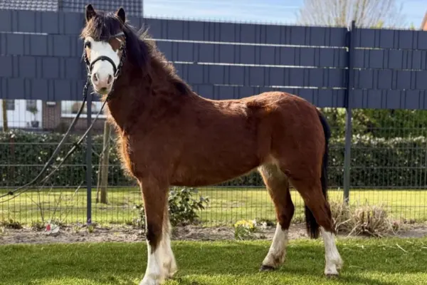 Ganzkörperaufnahme von Kailea auf einer Rasenfläche. Das braune Pony hat vier hochweiße Stiefel und eine markante weiße Gesichtszeichnung. Es steht aufmerksam im Profil vor einem dunklen Lamellenzaun und blickt direkt in Richtung Kamera.