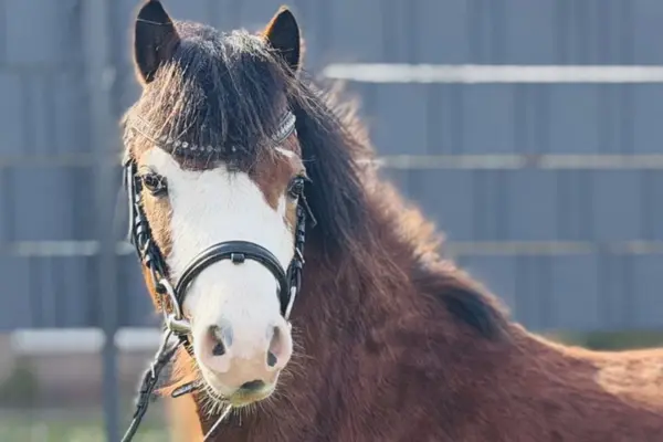 Eine herzliche Nahaufnahme von Ponystute Kailea von vorne. Die breite weiße Laterne bedeckt fast das gesamte Gesicht bis über die Augen. Sie trägt eine schwarze Trense, die mit einem funkelnden Glitzer-Stirnband verziert ist.