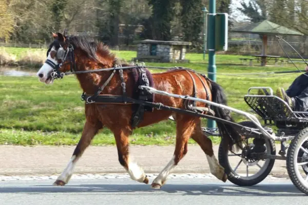 Ein braunes Pony mit auffällig weißem Gesicht zieht schwungvoll einen schwarzen Sulky über eine asphaltierte Straße. Das Pony ist im Trab in voller Aktion zu sehen, trägt ein professionelles Fahrgeschirr und läuft an einer gepflegten Grünanlage vorbei.