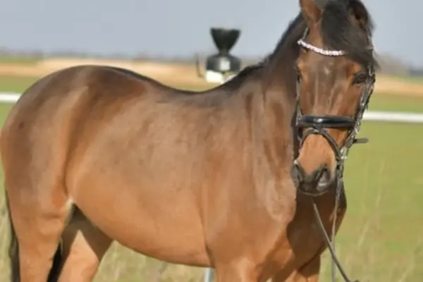 Nahaufnahme von Milagros Kopf und Hals. Das Pferd blickt mit ruhigem Ausdruck leicht nach unten. Die Details der dunklen Mähne und des edlen Zaumzeugs sind vor dem natürlichen Hintergrund eines Außenplatzes gut erkennbar.