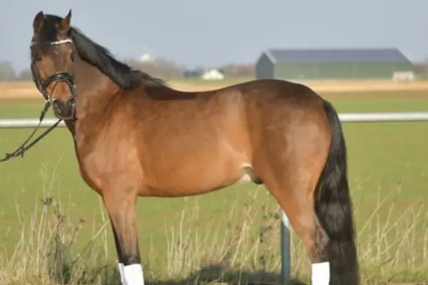 Das braune Sportpferd Milagro steht aufmerksam auf einer Koppel und blickt direkt in die Kamera. Er trägt eine schwarze Trense mit einem glitzernden Stirnband sowie weiße Bandagen an den Beinen. Im Hintergrund erstreckt sich eine weite grüne Koppel unter blauem Himmel.
