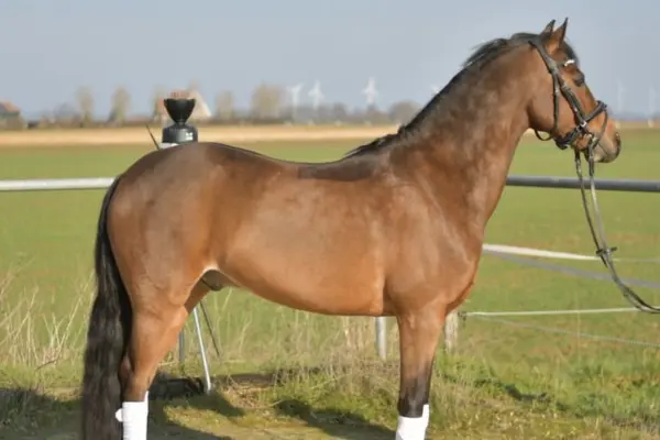 Milagro in der Ganzkörper-Seitenansicht auf einem Reitplatz. Das braune Pferd zeigt eine harmonische Statur und steht korrekt aufgestellt. Die weißen Bandagen an den Beinen betonen seine dunklen Gliedmaßen, während im fernen Hintergrund Windräder am Horizont zu sehen sind.