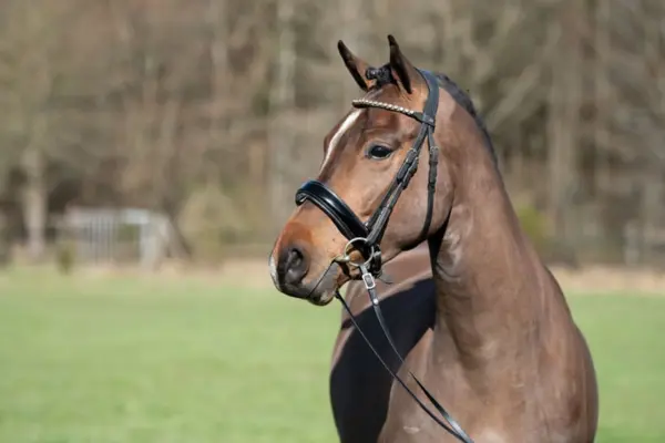 Porträtaufnahme von Spartacus, einem braunen Pferd mit einer schmalen weißen Blesse auf der Stirn. Der Wallach blickt aufmerksam und wach zur Seite; die Aufnahme betont die feinen Züge des Kopfes und das edle Zaumzeug vor einer grünen Weide.