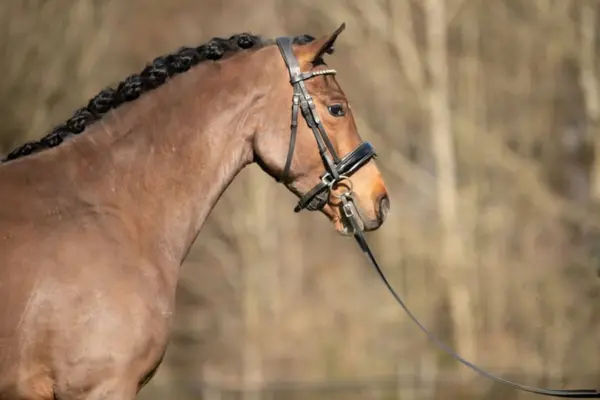 Nahaufnahme des Kopfes und Halses eines braunen Warmbluts namens Spartacus von der Seite. Die dunkle Mähne ist professionell in gleichmäßigen Zöpfen eingeflochten. Das Pferd trägt eine schwarze Trense mit einem dezent glitzernden Stirnband vor einem Hintergrund aus herbstlichen Bäumen.