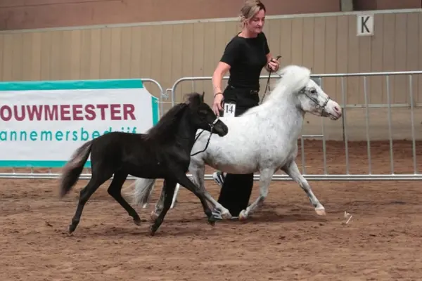Aufnahme einer Vorführung in einer Reithalle, die eine Frau mit blonden Haaren zeigt, die ein schwarzes Oberteil und dunkle Hosen trägt. Sie führt gleichzeitig zwei Falabella-Miniaturpferde an der Hand: ein schimmeliges und ein sehr dunkles, fast schwarzes. Beide Pferde tragen elegante Schauhalter. Die Frau blickt nach vorne und lächelt. Im Hintergrund befindet sich ein großes Banner-Schild, auf dem 'OUWMEESTER' zu lesen ist. Metal-Gitter-Zaun und das 'K'-Schild der Arena sind sichtbar, vor einem Hintergrund aus Holzwänden und Erde. Die Pferde laufen im Gleichschritt.