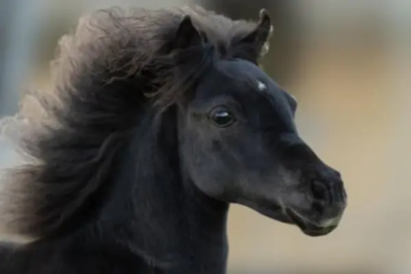 Detailliertes Porträt eines sehr dunklen, fast schwarzen Falabella-Miniaturpferdes. Es hat ein samtig reiches schwarzes Fell, einen winzigen weißen Stern auf der Stirn und aufgestellte, aufmerksame Ohren. Das große, weiche Auge blickt neugierig. Seine lange, dunkle Mähne ist füllig und fällt luftig in einem ätherischen, leicht beleuchteten und unscharfen Hintergrund. Die Beleuchtung ist weich und gerichtet, was die Konturen seines Gesichts und Halses vor einem warmen, unscharfen Hintergrund hervorhebt.