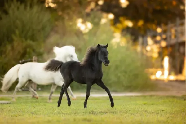 Aufnahme eines natürlichen Settings im Freien, aufgenommen während der goldenen Stunde des Sonnenuntergangs. Ein dunkles, fast schwarzes Falabella-Miniaturpferd führt den Weg über ein saftig grünes Gras-Paddock, bewegt sich dynamisch mit im Wind wehender Mähne und leicht erhobenem Schweif. Dicht dahinter folgt ein schimmeliges Falabella-Miniaturpferd. Das Sonnenlicht fängt ihre Felle und Mähnen ein und erzeugt einen wunderschönen, warmen Glanz. Der Hintergrund ist ein dichter, unscharfer Mix aus grünem und goldenem Laub von Bäumen und Büschen, mit weichem Bokeh. Ein alter Zaunpfahl ist auf der linken Seite sichtbar, und eine Scheunenstruktur ist auf der rechten Seite unscharf zu erkennen. Beide Pferde schauen nach vorne, glücklich und voller Leben.