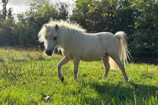 Das cremeweiße Falabella-Miniaturpferd geht entspannt durch eine sonnendurchflutete Wiese mit hohem Gras. Das warme Gegenlicht der Sonne lässt die feine, wuschelige Mähne hell leuchten. Im Hintergrund befinden sich dichte grüne Bäume und Sträucher.