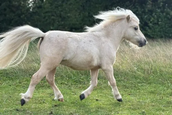 Ein cremeweißes Falabella-Miniaturpferd galoppiert schwungvoll von links nach rechts über eine grüne Wiese. Die lange, helle Mähne und der Schweif wehen im Wind. Im Hintergrund sind dunkle Hecken und hohes Gras zu sehen.