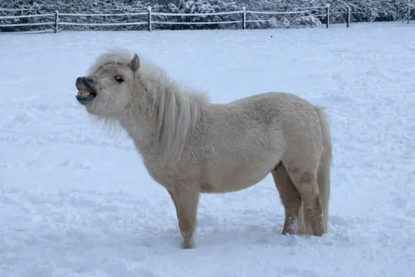Das kleine weiße Falabella-Miniaturpferd steht in einer tief verschneiten Landschaft und zieht eine lustige Grimasse (Flehmen-Reaktion), wobei seine Zähne deutlich zu sehen sind. Im Hintergrund erkennt man einen schneebedeckten Zaun und dunkle Bäume unter grauem Himmel.