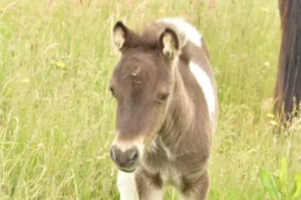 Herzliche Nahaufnahme des Falabella-Fohlens von vorne. Das Bild betont das weiche, dunkle Fohlenfell, die großen, sanften dunklen Augen und die kleinen, plüschigen Ohren. Der Hintergrund aus grünen Gräsern ist weich gezeichnet.