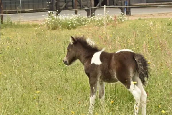 Ein flauschiges, dunkelbraun-weiß geschecktes Falabella-Fohlen steht aufmerksam in einer hohen Sommerwiese mit gelben Butterblumen. Das Fohlen zeigt eine markante Scheckung mit einem großen weißen Fleck auf der Schulter und weißen Beinen. Es blickt neugierig nach links in die Ferne.