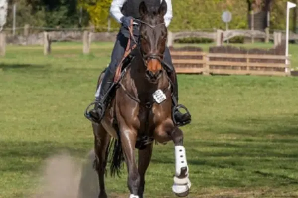 Frontalaufnahme des Hengstes im schnellen Galopp direkt auf den Betrachter zu. Die Aufnahme betont die Kraft und den Fokus des Pferdes. Am Vorderzeug ist die Startnummer 0220 befestigt. Die weißen Geländegamaschen an den Vorderbeinen heben sich deutlich vom dunklen Fell ab.