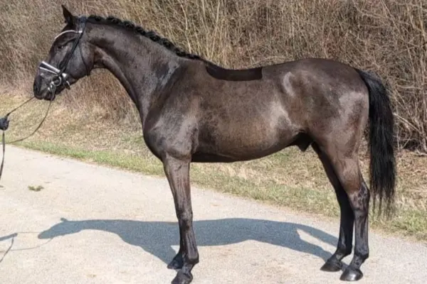 Klassische Exterieur-Aufnahme des dunkelbraunen DSP im Profil. Das Pferd steht korrekt aufgestellt auf einem hellen Weg vor einem natürlichen Hintergrund. Die Mähne ist ordentlich eingeflochten (Turnierzöpfe), was die elegante Halslinie und den sportlichen Körperbau des Warmbluts unterstreicht.