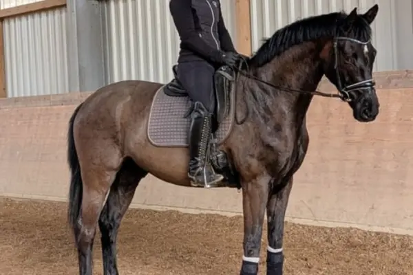 Ein edles dunkelbraunes DSP steht ruhig in einer Reithalle unter dem Sattel. Die Reiterin trägt dunkle Kleidung; das Pferd ist mit einer braunen Schabracke und schwarzen Gamaschen ausgestattet. Die Aufnahme betont die gelassene und konzentrierte Ausstrahlung des Pferdes während der Arbeit.