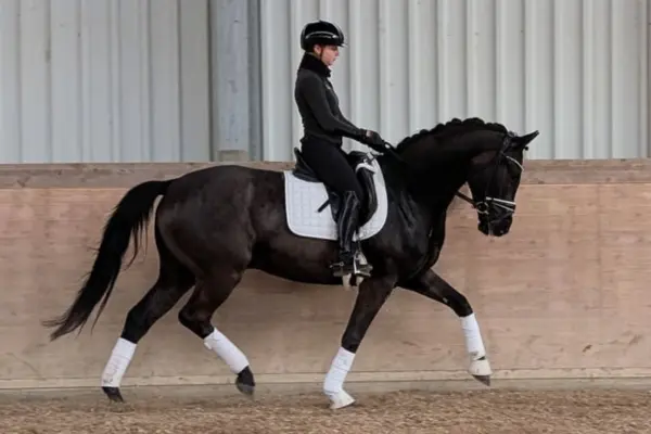 Das dunkelbraune DSP in einer schwungvollen Trabphase in der Reithalle. Unter der Reiterin zeigt das Pferd eine aktive Hinterhand und viel Schulterfreiheit. Für das Training ist es mit einer weißen Schabracke sowie weißen Bandagen und Hufglocken an allen vier Beinen ausgestattet.
