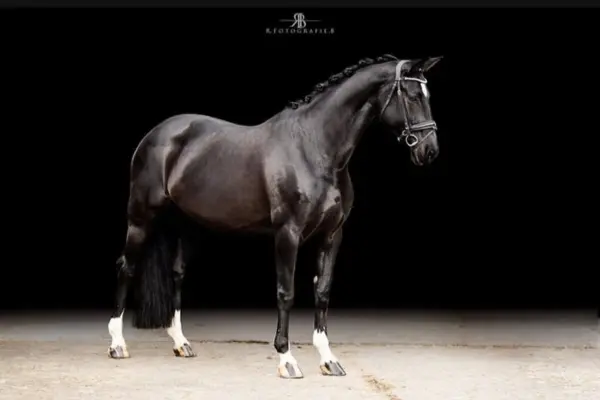 Eine Ganzkörper-Exterieuraufnahme des Rappen vor schwarzem Hintergrund. Das Pferd steht in perfekter Pose auf hellem Untergrund, was sein glänzendes Fell und seinen sportlichen Körperbau betont. Besonders auffällig sind die drei hochweißen Socken an den Beinen.