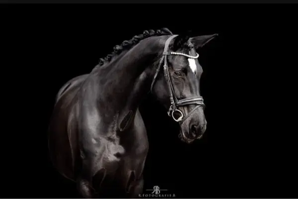 Ein edles Studio-Porträt eines schwarzen Hannoveraners vor tiefschwarzem Hintergrund. Das Pferd hat einen markanten weißen Stern auf der Stirn und eine akkurat eingeflochtene Mähne. Es trägt eine hochwertige schwarze Trense mit einem dezent glitzernden Stirnband und blickt aufmerksam zur Seite.