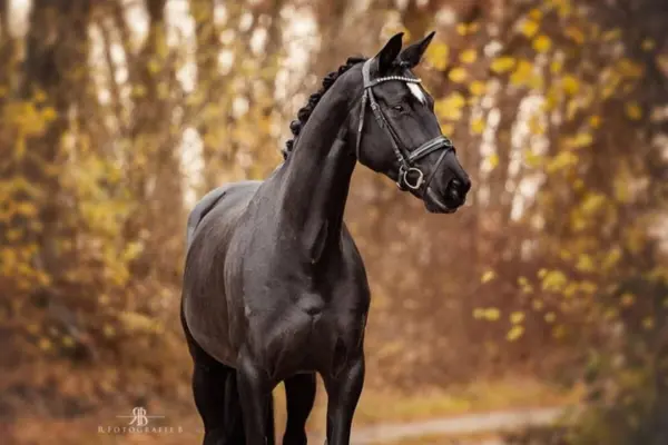 Ein stimmungsvolles Porträt des schwarzen Hannoveraners in einer herbstlichen Waldkulisse. Das dunkle Fell des Pferdes bildet einen starken, edlen Kontrast zu den unscharfen, goldbraunen Blättern im Hintergrund. Das Pferd blickt mit wachen Augen am Betrachter vorbei.