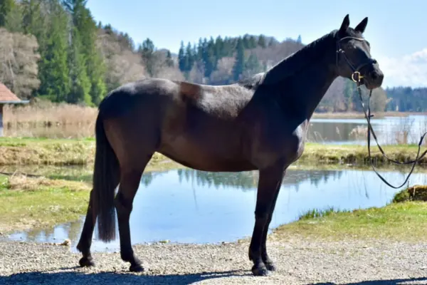 Eine Ganzkörper-Profilaufnahme des sportlichen Trakehners in einer idyllischen Naturkulisse. Das dunkle Pferd steht aufmerksam an einem Ufer, im Hintergrund erstreckt sich ein ruhiger See und ein bewaldeter Hügel unter blauem Himmel. Die Aufnahme betont das korrekte Fundament und die elegante Linie der Rasse.