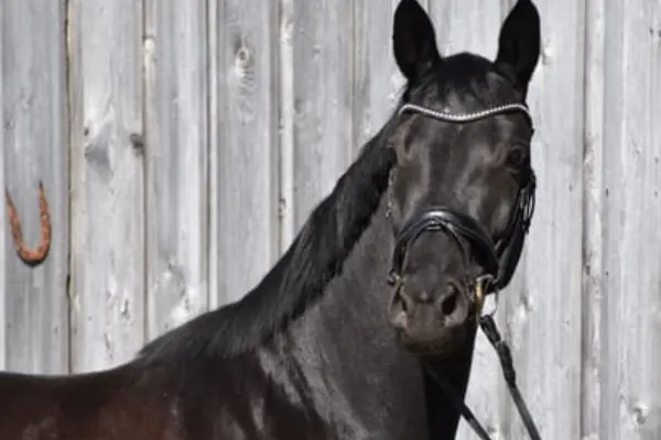 Ein ausdrucksstarkes Porträt eines dunklen Trakehners vor einer rustikalen grauen Holzwand. Das Pferd blickt mit wachen Augen direkt in die Kamera und trägt eine schwarze Leder-Trense mit einem funkelnden Stirnband. Ein Hufeisen an der Wand im Hintergrund unterstreicht den Stall-Charme.