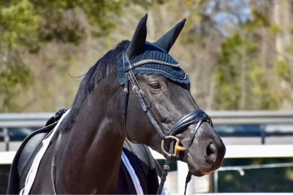 Detailaufnahme des Trakehners unter dem Sattel auf einem Reitplatz. Das Pferd trägt eine dunkelblaue Fliegenhaube mit glitzernder Einfassung, die farblich perfekt auf die Trense abgestimmt ist. Der Fokus liegt auf dem feinen Kopf und dem aufmerksamen Blick des Pferdes während der Arbeit.