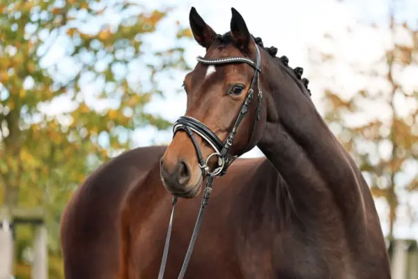 Nahaufnahme eines dunkelbraunen Warmbluts mit einem kleinen weißen Stern auf der Stirn. Das Pferd trägt eine schwarze Trense mit einem Stirnband aus funkelnden Strasssteinen und hat eine akkurat eingeflochtene Mähne. Der Hintergrund zeigt weichgezeichnete, herbstliche Bäume.