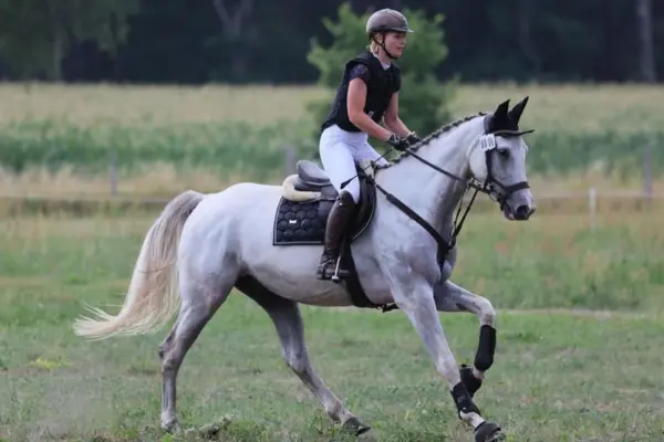 Ein athletischer Schimmel (Deutsches Sportpferd) im gestreckten Galopp über eine grüne Geländestrecke. Die Reiterin trägt eine dunkle Sicherheitsweste, eine weiße Reithose und einen braunen Helm. Das Pferd ist mit schwarzen Gamaschen und einer dunklen Schabracke für die Vielseitigkeit ausgerüstet.