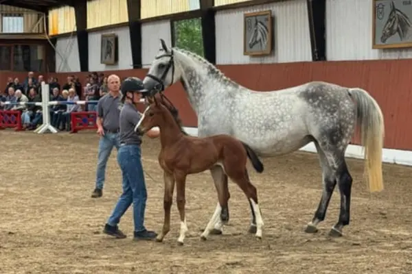 Eine apfelschimmelige Holsteiner-Stute wird zusammen mit ihrem braunen Fohlen in einer Reithalle präsentiert. Das Fohlen hat vier weiße Socken und blickt neugierig umher. Im
