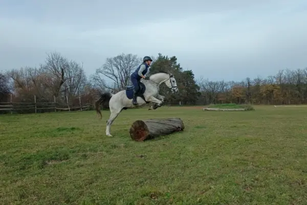 Ein Polnisches Sportpferd beim Geländetraining im Freien. Der Schimmel überspringt souverän einen massiven, am Boden liegenden Baumstamm auf einer weiten grünen Wiese. Im Hintergrund sind herbstliche Bäume und ein bewölkter Himmel zu sehen; die Reiterin trägt eine dunkle Weste.