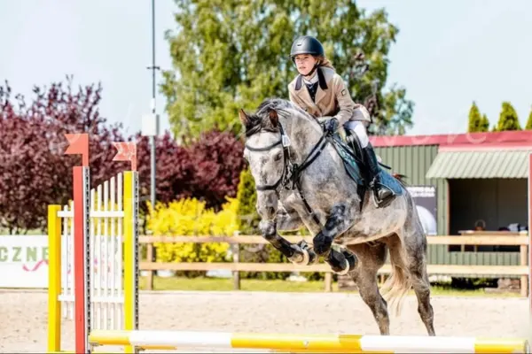 Dynamische Nahaufnahme eines Polnischen Sportpferdes kurz nach dem Absprung über eine gelb-weiße Hindernisstange. Eine junge Reiterin in einem beigen Turniersakko konzentriert sich auf den Sprung. Die helle Sonne betont das graue Fell des Pferdes und die herbstliche Kulisse im Hintergrund.