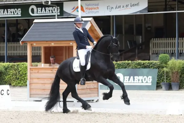 Der Friesenhengst unter dem Dressursattel während einer Prüfung auf einem Außenplatz des Nationalen Hippischen Zentrums. Das Pferd zeigt eine ausdrucksstarke Aufrichtung und aktive Beinarbeit im Galopp. Die Reiterin trägt ein klassisches Dressur-Outfit; im Hintergrund ist ein hölzernes Richterhäuschen erkennbar.